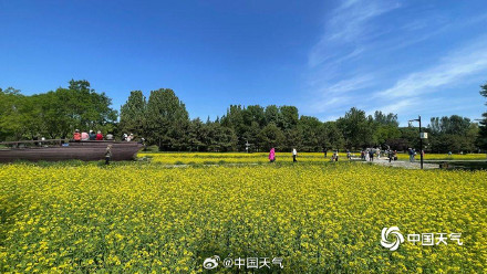 北京北坞公园油菜花进入盛花期 风景美如画