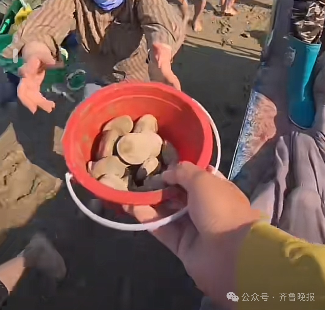 火了！一景区怕游客赶不到海，日撒3000斤蛤蜊！