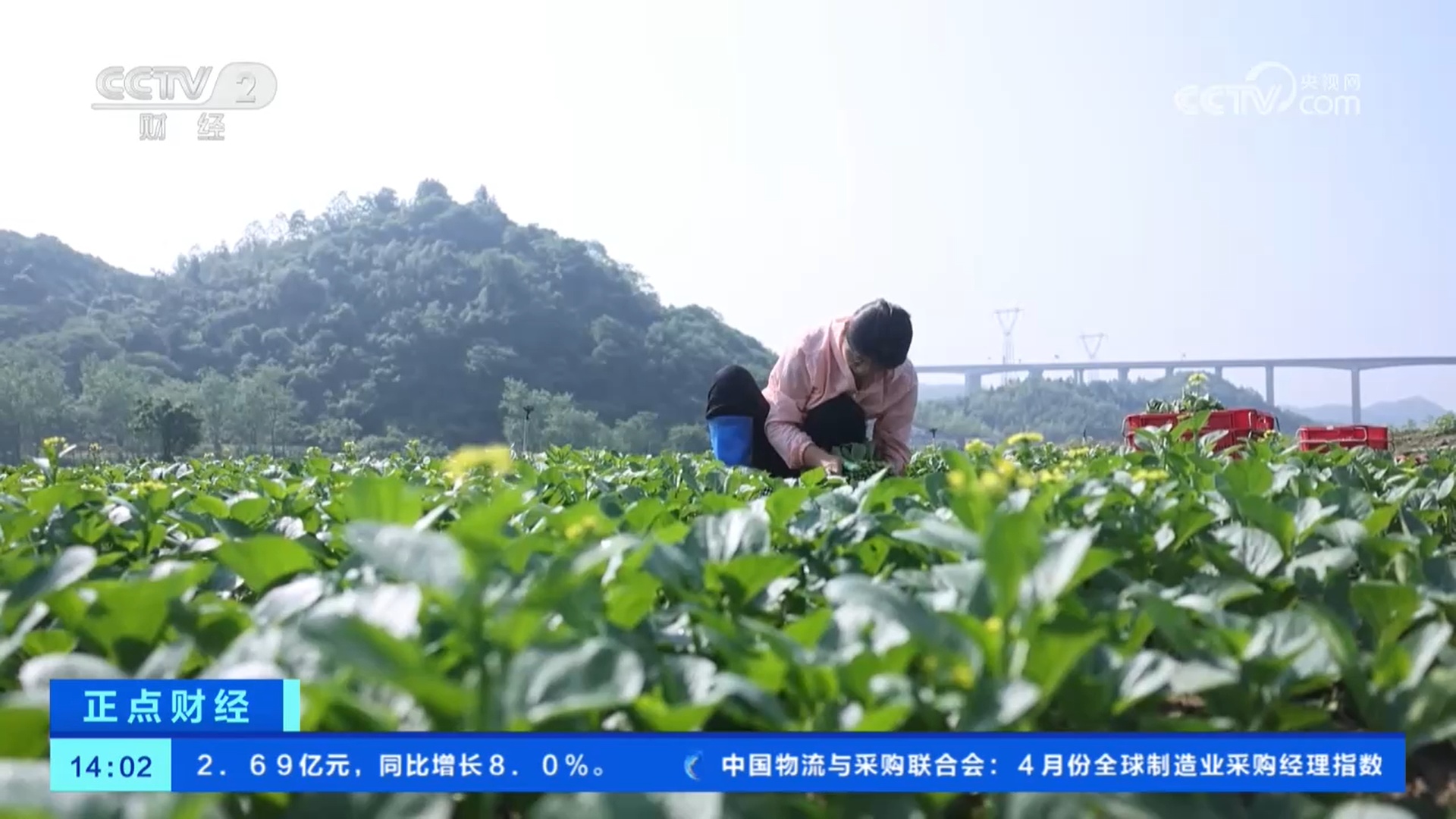 蔬菜供应基础扎实 全国蔬菜价格下降