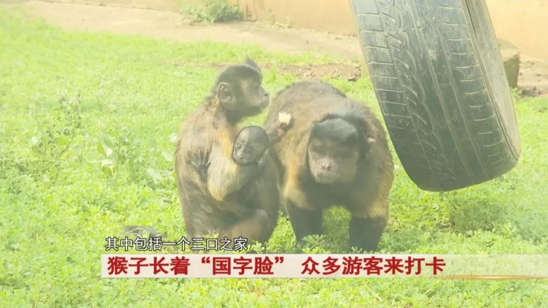 “国字脸很新奇！”合肥野生动物园这只猴子火了