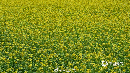 北京北坞公园油菜花进入盛花期 风景美如画