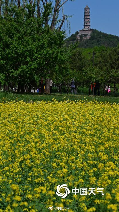 北京北坞公园油菜花进入盛花期 风景美如画