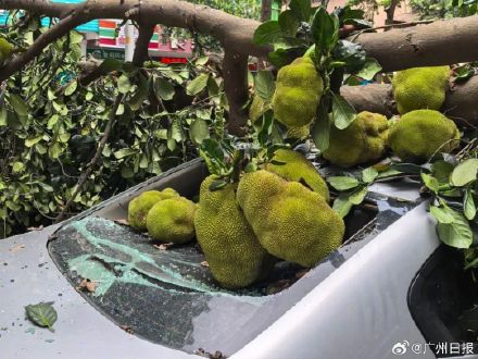 广东阳江：菠萝蜜果实太沉压断树枝砸坏一辆车