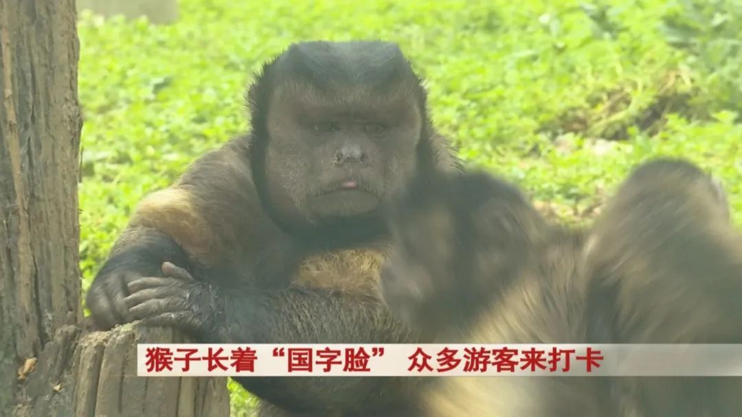 “国字脸很新奇！”合肥野生动物园这只猴子火了