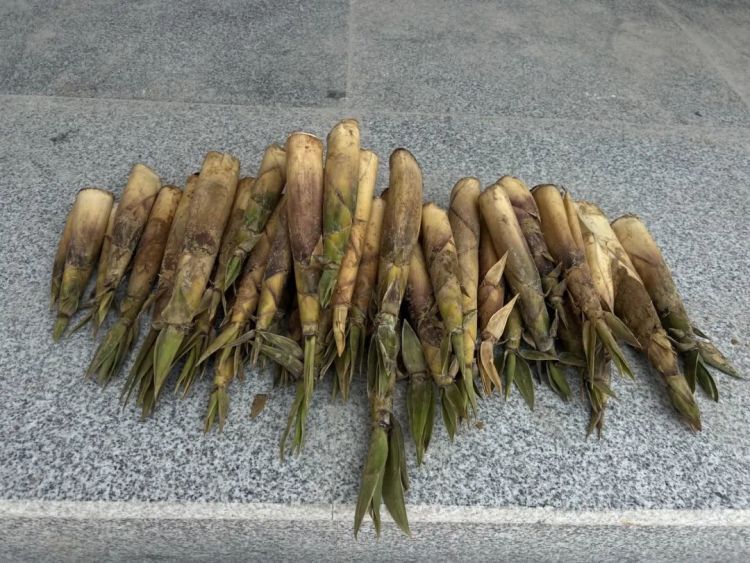 12公里山路，74岁老人走了4个小时，只为见到他……