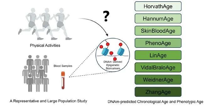 运动是加速衰老,还是延缓衰老?真相是...... 运动是加速衰老,还是延缓衰老?真相是......