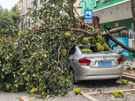 广东阳江：菠萝蜜果实太沉压断树枝砸坏一辆车