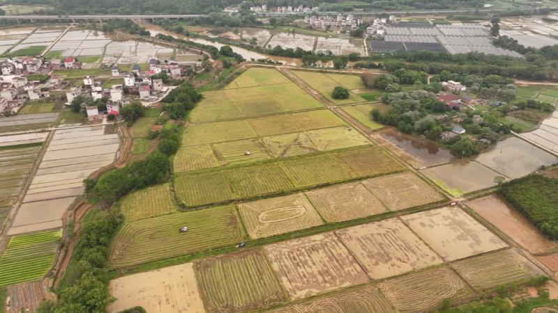 江西大余：油菜收割正当时 颗粒归仓保丰收