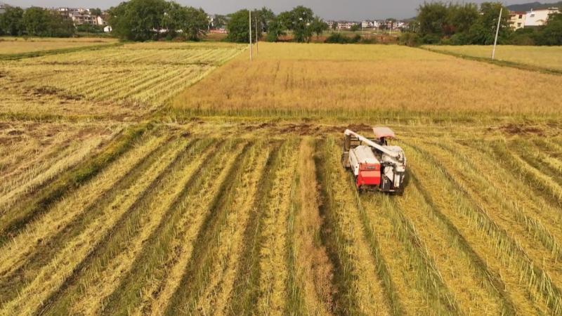 江西大余：油菜收割正当时 颗粒归仓保丰收