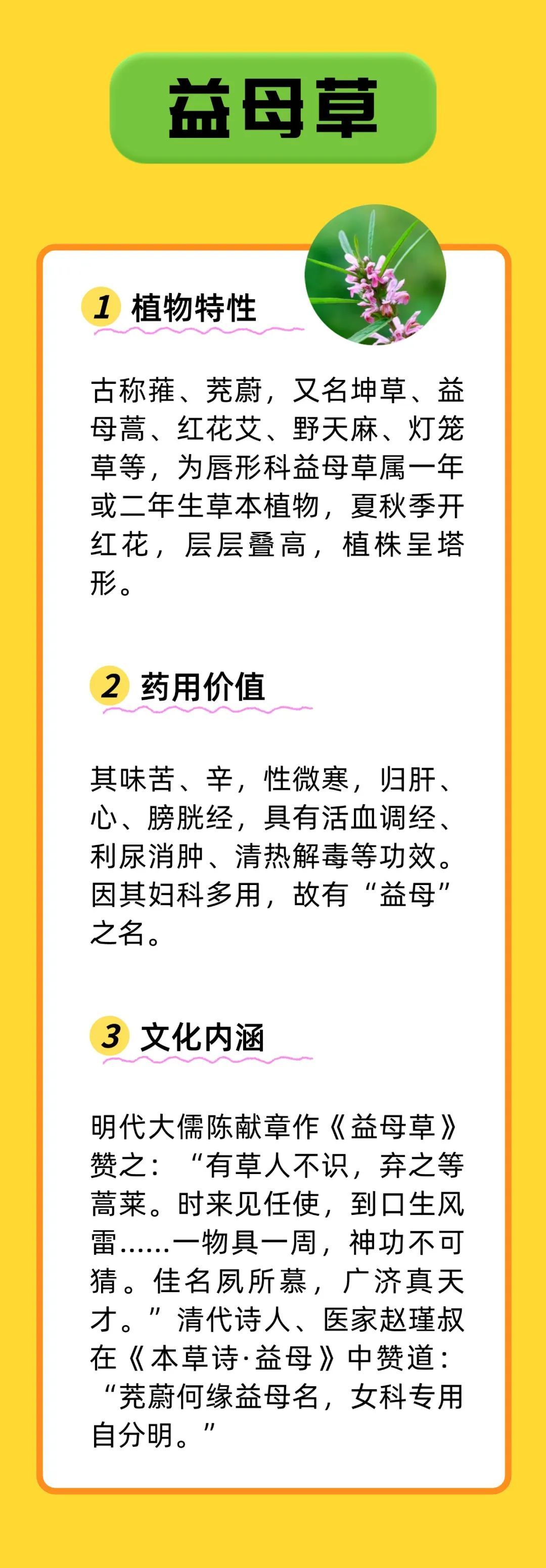 带 “母” 的中药不只有益母草！知母、贝母、珍珠母，你用过哪些？