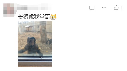 “颜值”出圈！这只猴竟“丑”上热搜了！保育员：属于耐看型