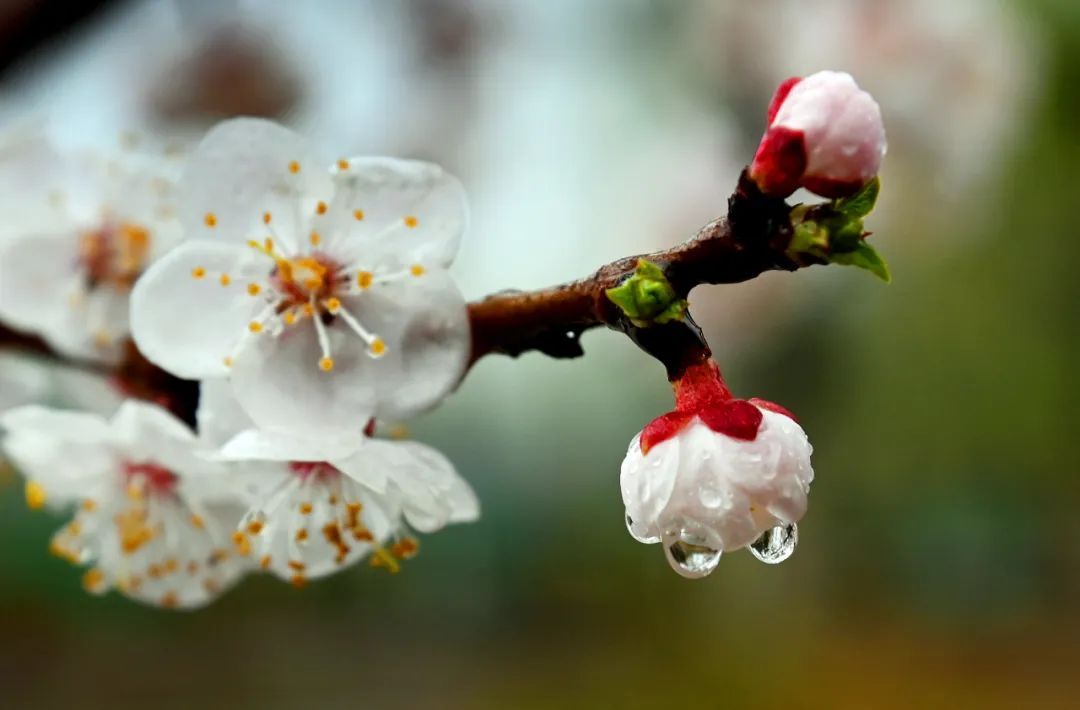 沈阳人请注意！明起连续四天雨雨雨！“过敏星人”本周请提前开启防护模式