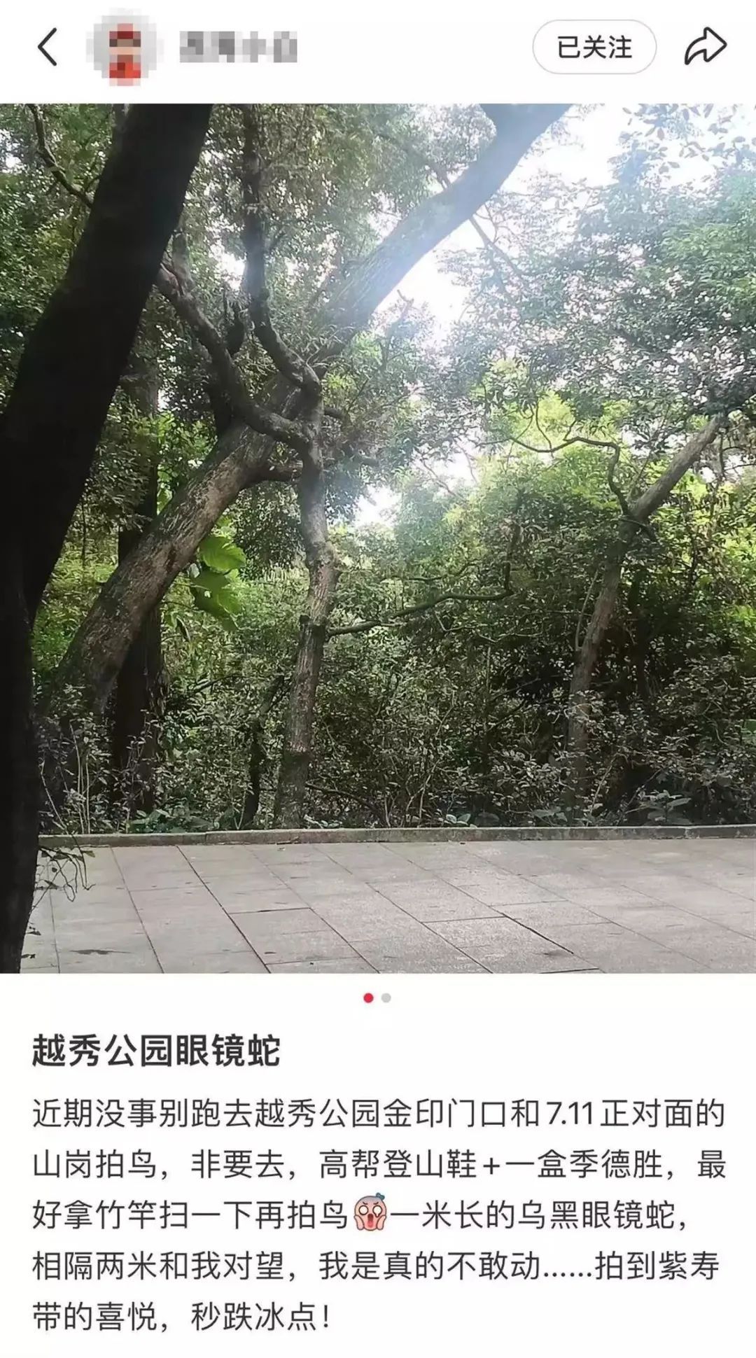 网传广东两公园惊现眼镜蛇，长度均超一米！近期毒蛇活跃，园方提醒→