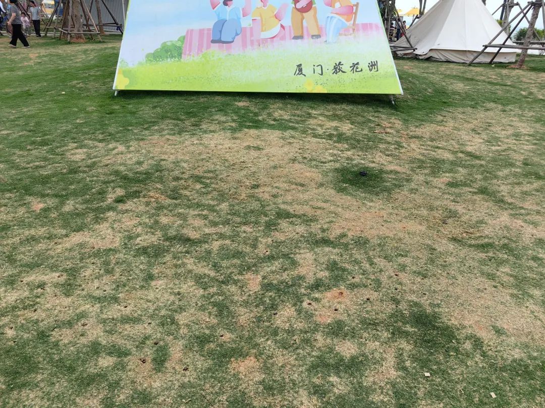 厦门一网红露营地草坪竟“千疮百孔”？真相来了！