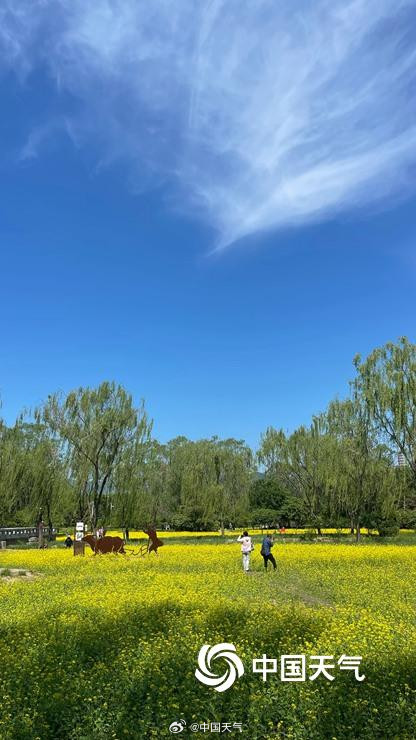 北京北坞公园油菜花进入盛花期 风景美如画
