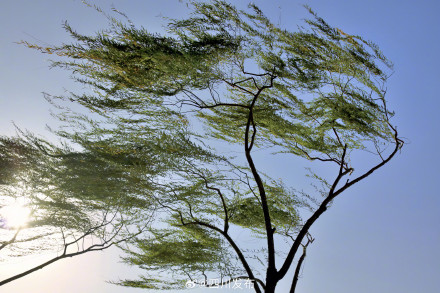 大风来了!成都部分地方可达7级或以上 大风来了!成都部分地方可达7级或以上
