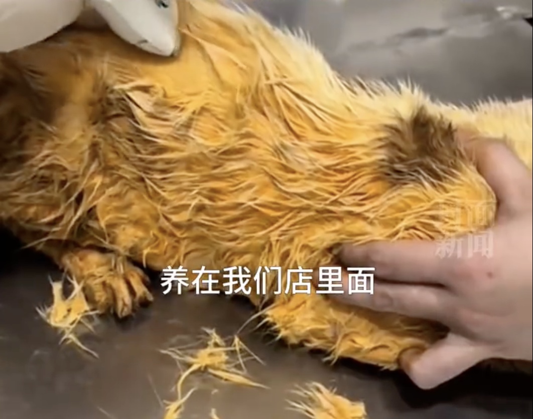 重庆掉进火锅的小猫已离世！病情恶化，抢救了两个多小时