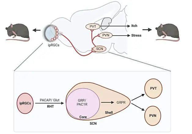 挠一挠确实可以止痒,但也会变得更痒!华人科学家揭秘人体为何会这 挠一挠确实可以止痒,但也会变得更痒!华人科学家揭秘人体为何会这