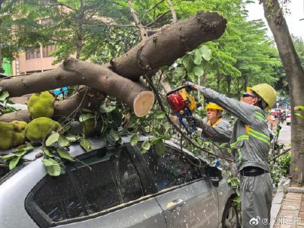 广东阳江：菠萝蜜果实太沉压断树枝砸坏一辆车