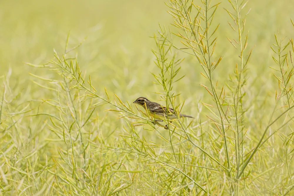 全球极危物种现身常州