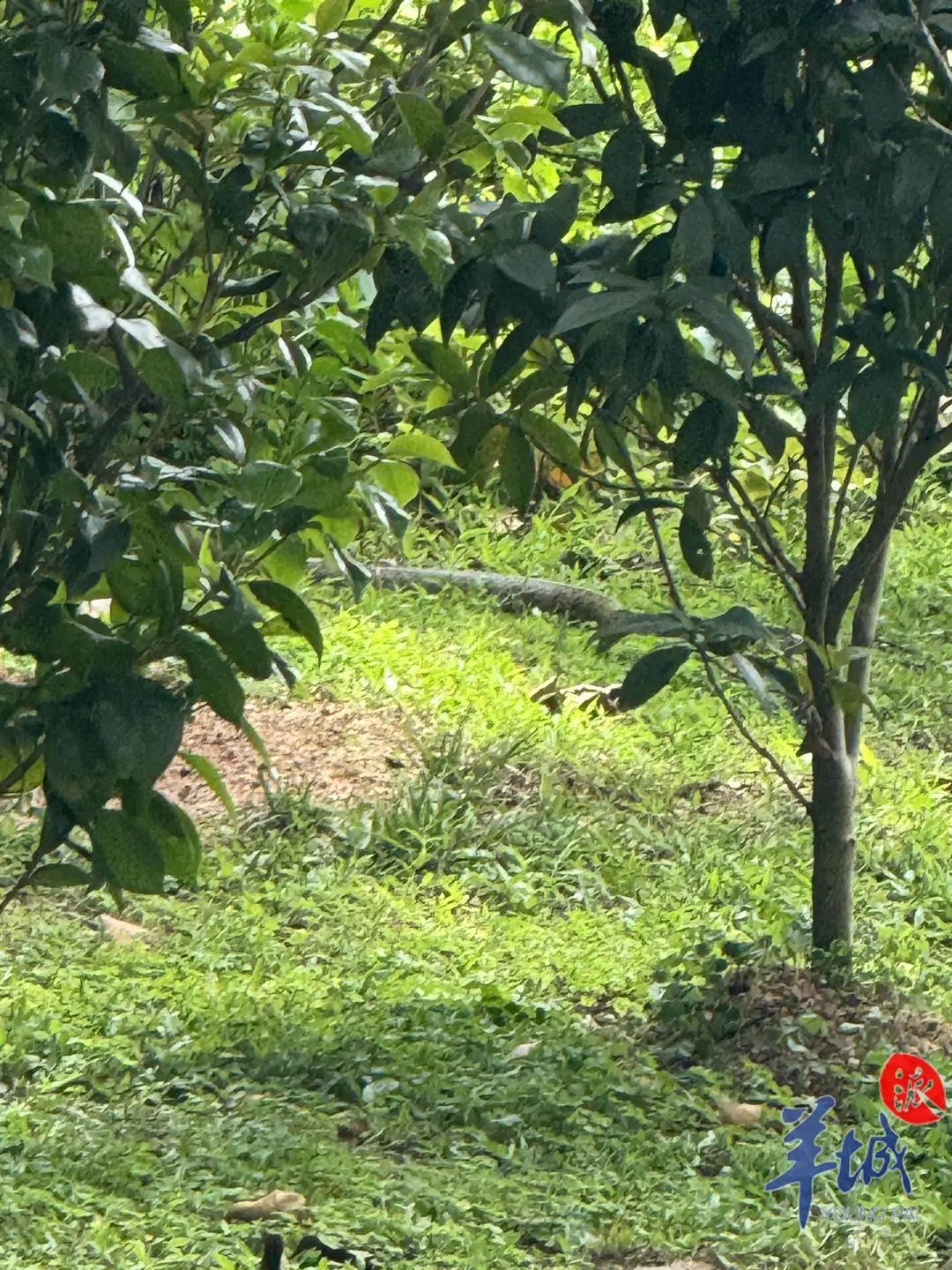 蛇年蛇月蛇出没！广东多个公园景区惊现“小辣条”，专家紧急提醒