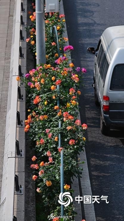 一路花开 北京街头绿化带月季花开正盛
