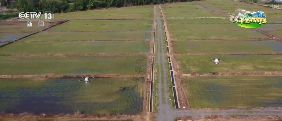 无人机当起“营养师”、“龙门吊”高效运秧 智慧农业夯实粮食丰产基础