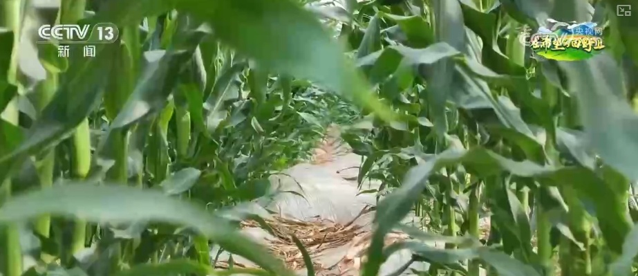 无人机当起“营养师”、“龙门吊”高效运秧 智慧农业夯实粮食丰产基础