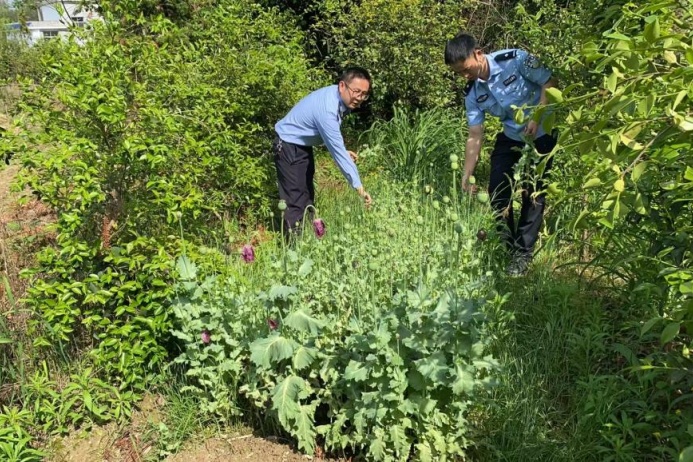 当场铲除723株！看到它请报警→