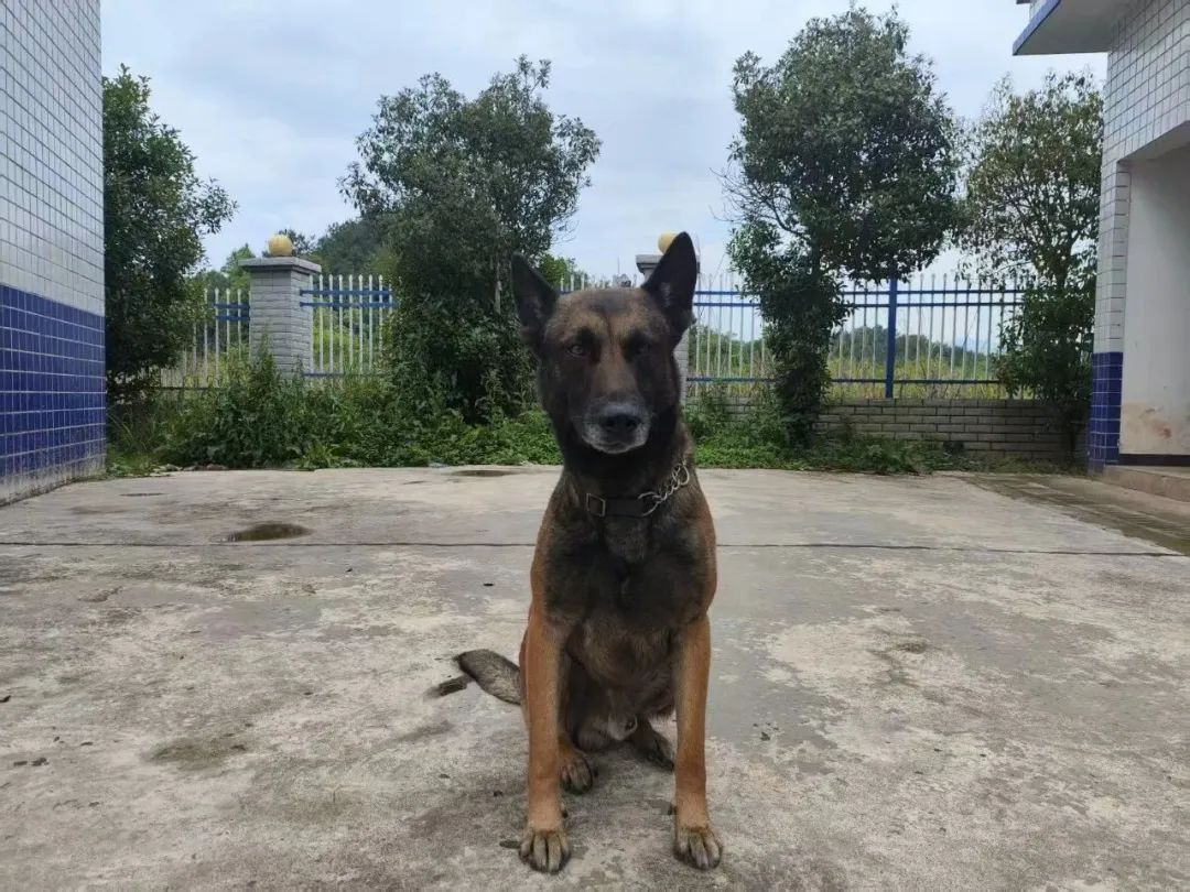 警犬、无人机……深山连续搜救23个小时