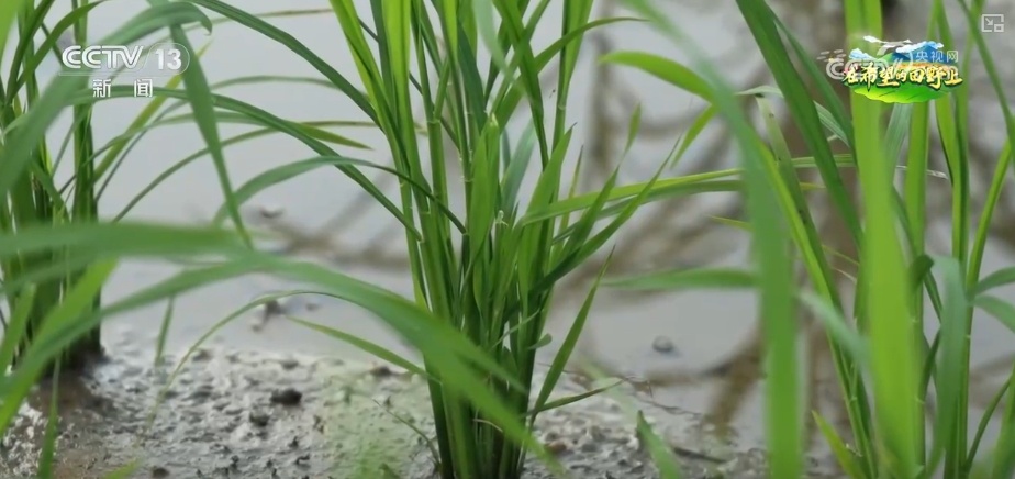 无人机当起“营养师”、“龙门吊”高效运秧 智慧农业夯实粮食丰产基础