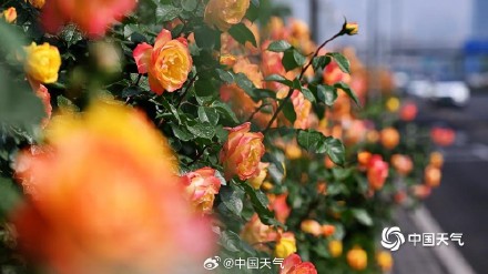 一路花开 北京街头绿化带月季花开正盛