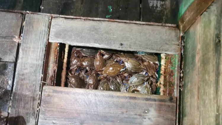 @所有人 这些海鲜已进入禁渔期!近3000斤梭子蟹当场查获! @所有人 这些海鲜已进入禁渔期!近3000斤梭子蟹当场查获!