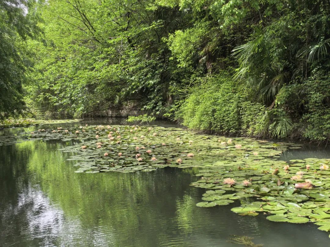 开了开了!美成油画!合肥这些地方可观赏 开了开了!美成油画!合肥这些地方可观赏