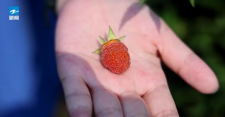 100元一公斤,供不应求!这个东西火了,是很多人小时候的味道… 100元一公斤,供不应求!这个东西火了,是很多人小时候的味道…