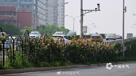 一路花开 北京街头绿化带月季花开正盛