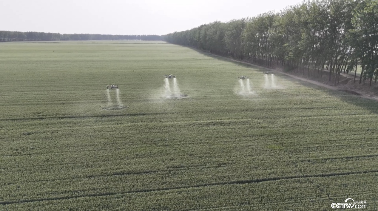 “一喷三防”!无人机助郓城145万亩小麦丰收 “一喷三防”!无人机助郓城145万亩小麦丰收