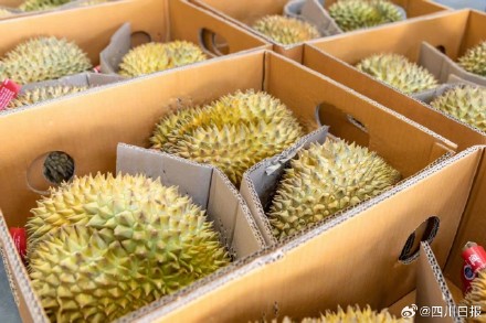 30吨泰国榴莲坐火车来成都 30吨泰国榴莲坐火车来成都