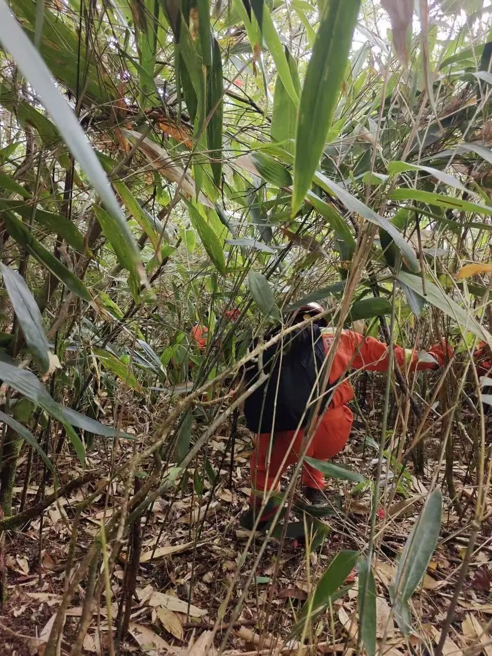 福建8岁男童山中失踪超60小时！消防等力量持续搜救中