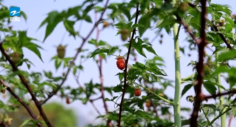 100元一公斤,供不应求!这个东西火了,是很多人小时候的味道… 100元一公斤,供不应求!这个东西火了,是很多人小时候的味道…