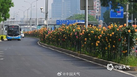 一路花开 北京街头绿化带月季花开正盛