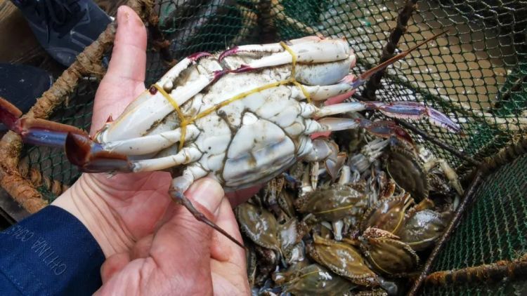 @所有人 这些海鲜已进入禁渔期!近3000斤梭子蟹当场查获! @所有人 这些海鲜已进入禁渔期!近3000斤梭子蟹当场查获!