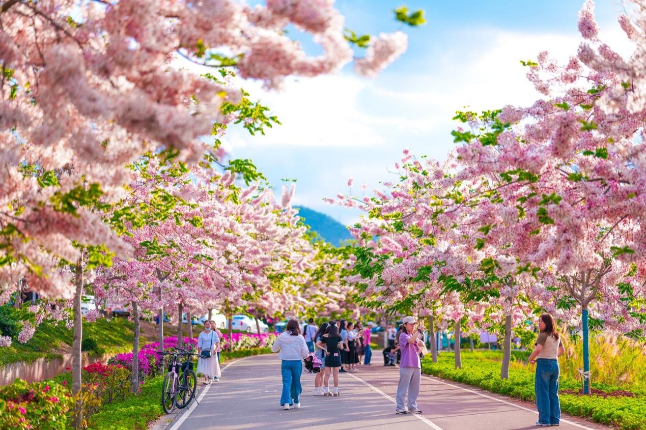 “五一”游云南石屏：沉浸粉色花海 邂逅文旅新体验