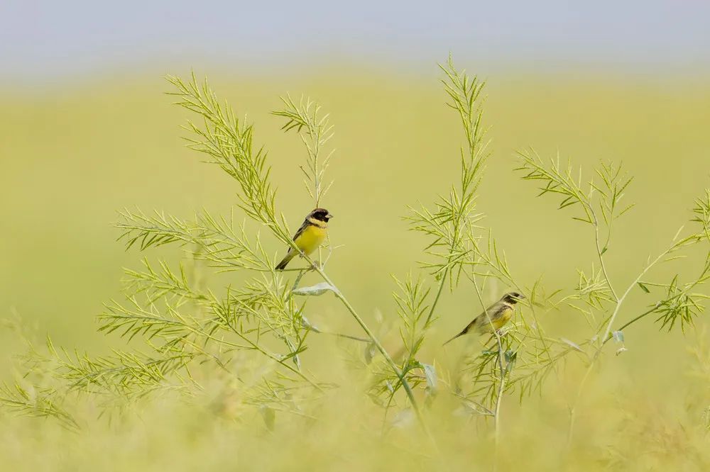 全球极危物种现身常州