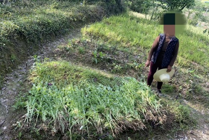 当场铲除723株！看到它请报警→