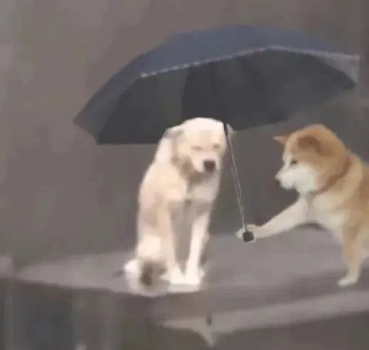 广东局地“倒水”超200毫米，一地紧急发布停课通知！新一轮降雨将在……