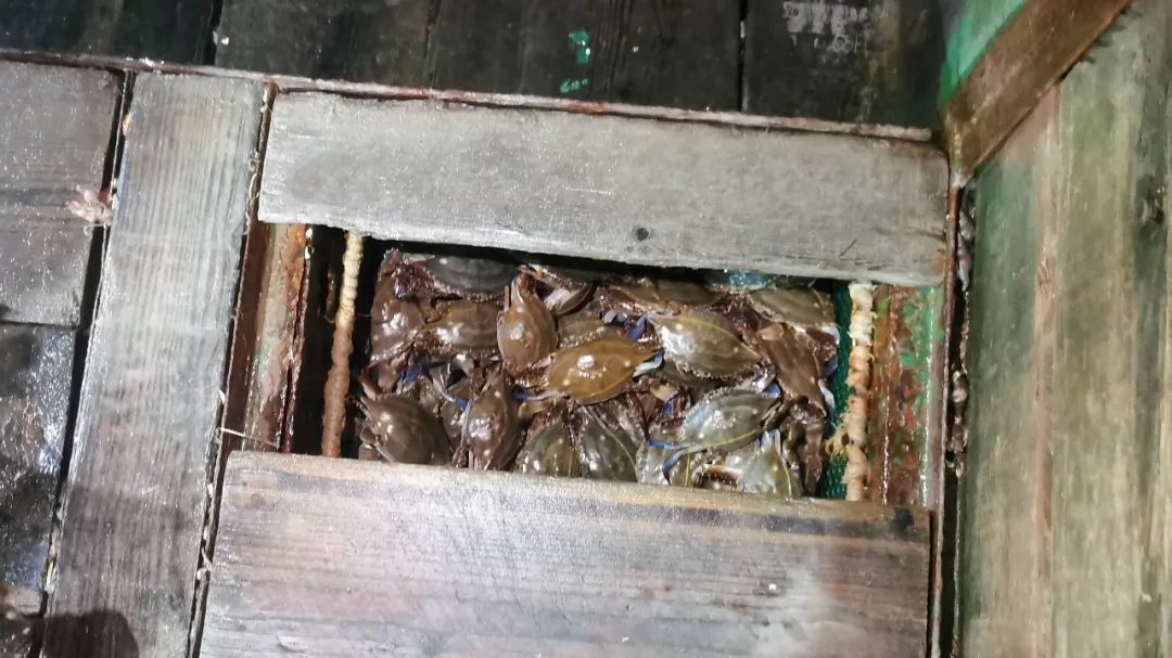 1500公斤梭子蟹，当场查获！8日起，浙江全面禁售