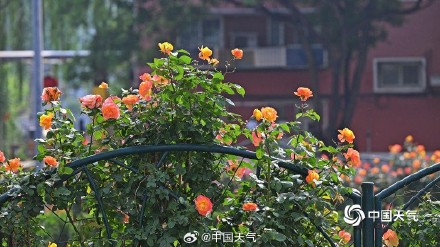 一路花开 北京街头绿化带月季花开正盛