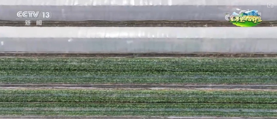 无人机当起“营养师”、“龙门吊”高效运秧 智慧农业夯实粮食丰产基础