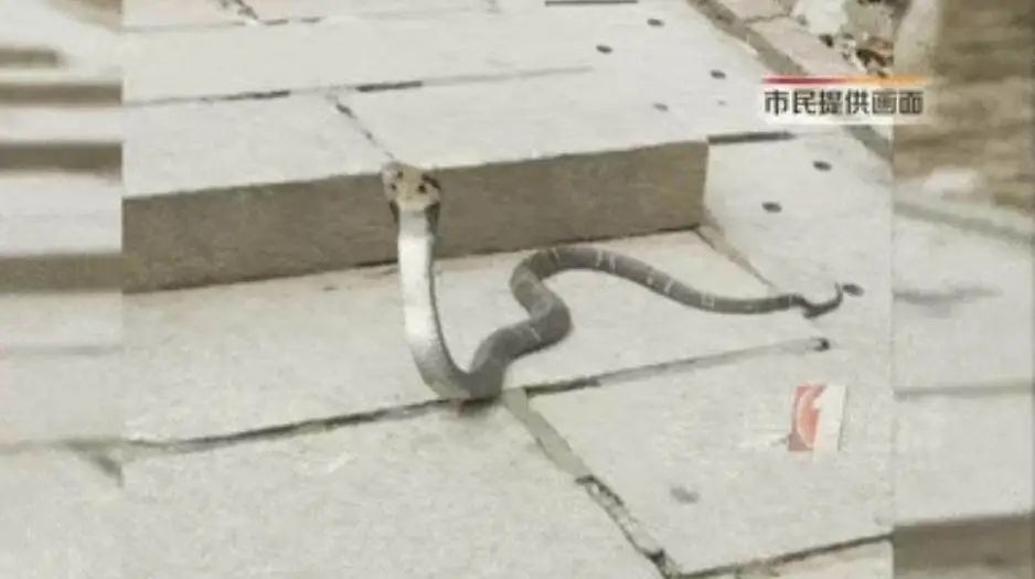 蛇年蛇月蛇出没！广东多个公园景区惊现“小辣条”，专家紧急提醒